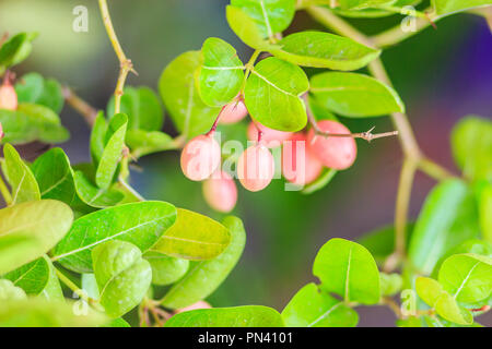 Organische Karanda (Carissa carandas) Frucht am Baum zum Verkauf im Werk Markt. Bengalen Johannisbeere Frucht ist eine reiche Quelle für Eisen, so dass es manchmal in verwendet Stockfoto