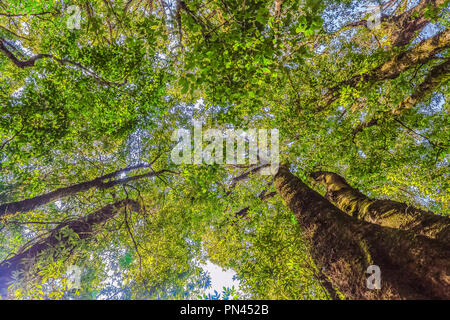 In tropischen Regenwald mit grünen hohen Baum Blatt auf Ästen. Natur abstrakt hintergrund Konzept. Stockfoto