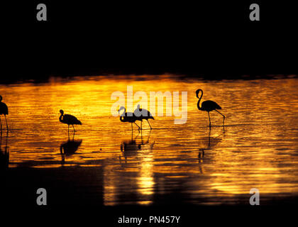 Nicht 1108998 MEHR & LESSER FLAMINGO Lake Masak Serengeti Nationalpark in Tansania Ostafrika Stockfoto