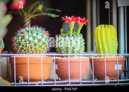 Mammillaria Kaktus rot blühenden Blume für Verkauf an den Baum. Stockfoto