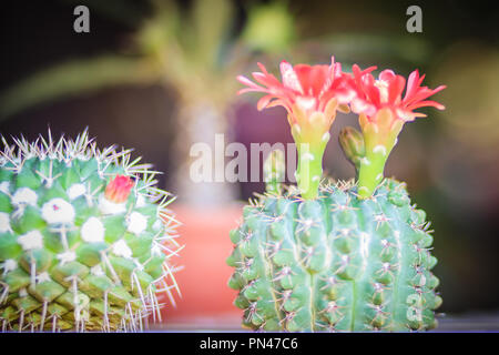 Mammillaria Kaktus rot blühenden Blume für Verkauf an den Baum. Stockfoto