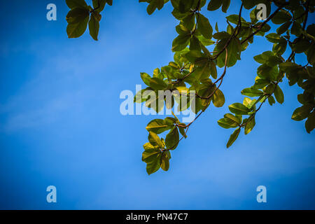 Grüne Blätter Hintergrund der Terminalia catappa Baum auf blauen Himmel. Es ist von dem englischen Common Names Land bekannt - Mandel, Indische - Mandel, Malabar - Mandel, Stockfoto