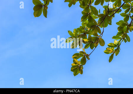 Grüne Blätter Hintergrund der Terminalia catappa Baum auf blauen Himmel. Es ist von dem englischen Common Names Land bekannt - Mandel, Indische - Mandel, Malabar - Mandel, Stockfoto