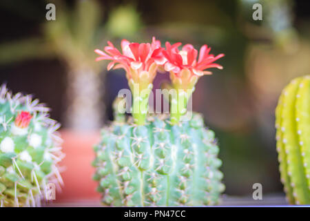 Mammillaria Kaktus rot blühenden Blume für Verkauf an den Baum. Stockfoto