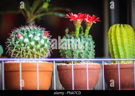 Mammillaria Kaktus rot blühenden Blume für Verkauf an den Baum. Stockfoto