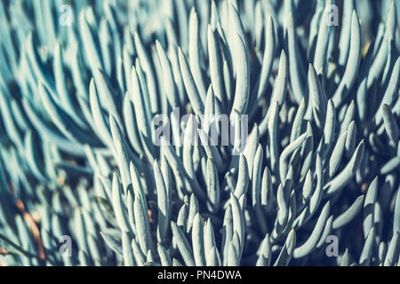 Blau Chalksticks - Dekorative sukkulente Pflanze Senecio serpens Stockfoto