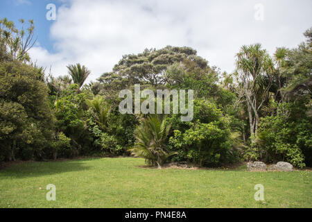 Rasen mit üppigem Grün im tropischen Regenwald Landschaft in Waitakere, Auckland, Neuseeland Stockfoto