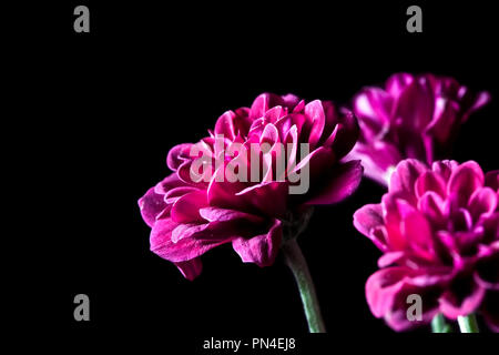 Dahlie - Schöne magenta Blumen auf schwarzem Hintergrund mit Kopie Raum Stockfoto