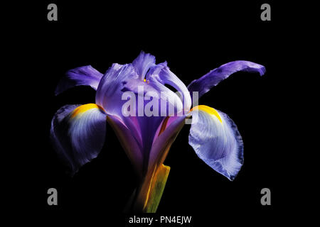Iris Blume Kopf auf schwarzem Hintergrund Stockfoto