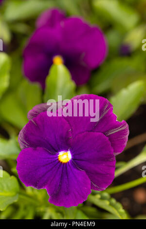 Nahaufnahme von einem violetten Stiefmütterchen Blumen Stockfoto