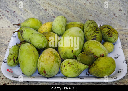 Reife Früchte der gemeinsamen Papaya-früchten (asimina triloba) Stockfoto