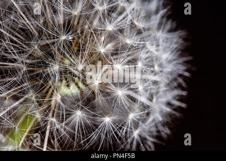 Extreme Nahaufnahme von Löwenzahn Sonnenschirme auf schwarzem Hintergrund Stockfoto