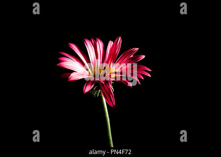 Schöne rote Daisy Flower auf schwarzem Hintergrund Stockfoto