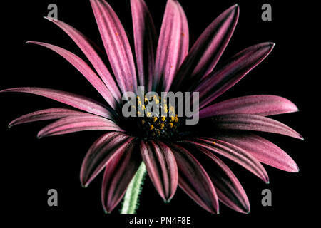 African Daisy Flower auf schwarzem Hintergrund Stockfoto