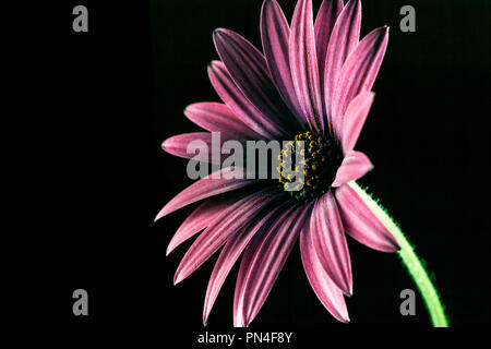 African Daisy glühende auf dunklem Hintergrund mit Kopie Raum Stockfoto