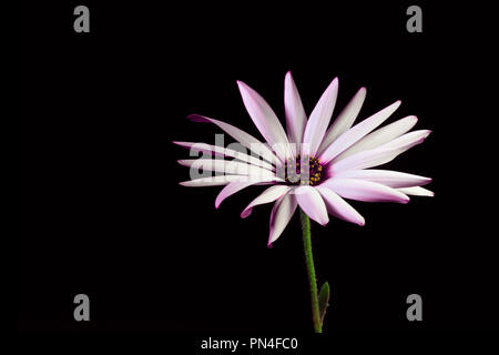 African Daisy auf schwarzem Hintergrund Stockfoto