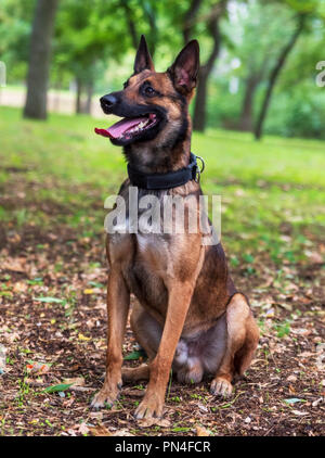 Belgischer Schäferhund Malinois mit offenen Mund sitzen auf dem grünen Rasen im Park an einem Sommernachmittag Stockfoto