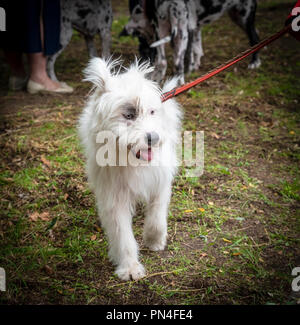 Weißer hund Mischling Ardennes Bouvier, Sommer Tag Stockfoto