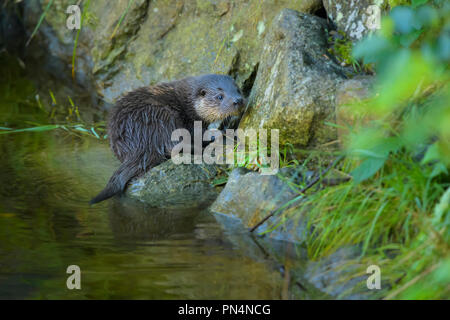 Europäischen Fischotter Lutra Lutra, Bayern, Deutschland Stockfoto