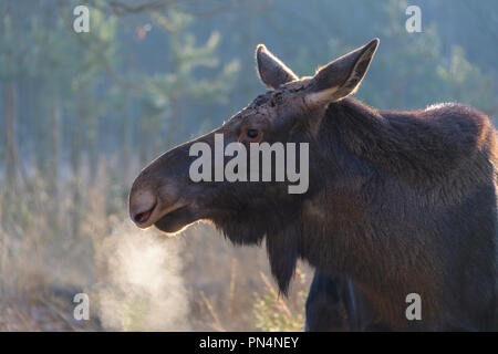 Elche, Alces alces, im Winter, Deutschland, Europa Stockfoto