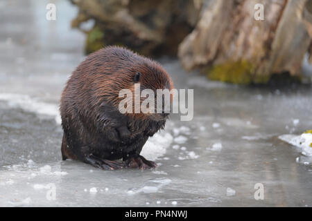 Biber, Europäischer Biber, Castor fiber, im Winter, Deutschland Stockfoto