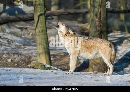 Wolf, Canis lupus, im Winter heulen, Deutschland Stockfoto