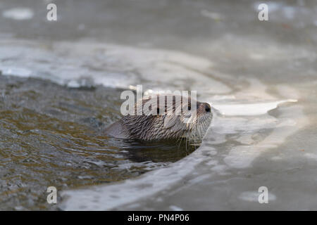 Otter, Lutra Lutra, im Winter, Bayern, Deutschland, Europa Stockfoto