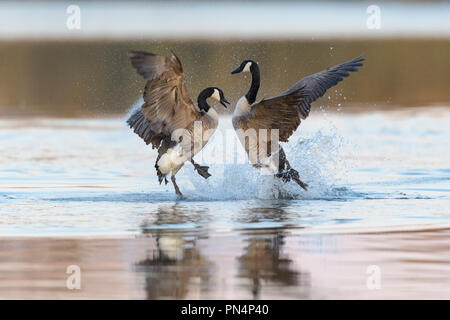 Kanadagans, Branta canadensis, zwei Gänse Kampf Stockfoto