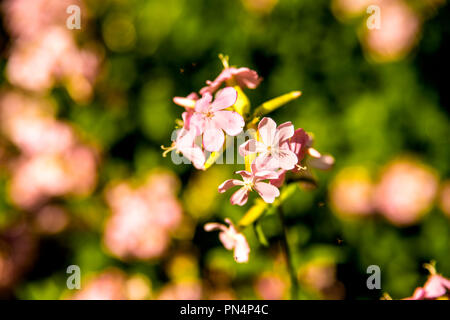 Gemeinsame soapwort, mit Blume Stockfoto