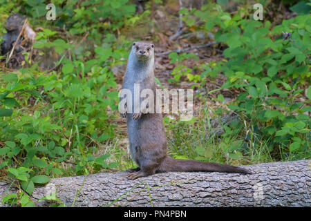 Otter, Lutra Lutra, steht auf Baumstamm, in Deutschland, in Europa Stockfoto