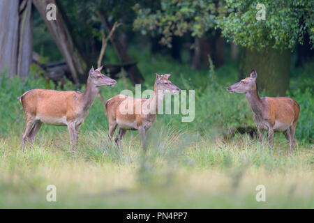 Rotwild, Cervus elaphus, Weiblich, Deutschland, Europa Stockfoto