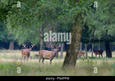 Rotwild, Cervus elaphus, Deutschland, Europa Stockfoto