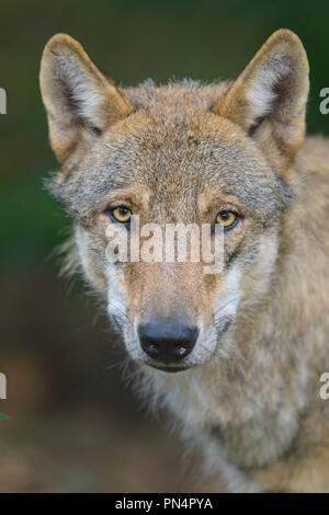 Wolf, Canis lupus, Porträt, Stockfoto