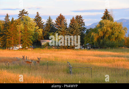 Drei buck Whitetail deer mit Geweih in der Nachbarschaft von Gras in der Nähe von Sunset Stockfoto