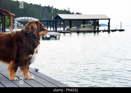 Husky - Border Collie Mischling Hund stehend auf einem Hund mit Blick auf Flathead Lake in Montana Stockfoto