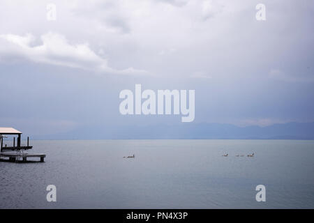 Familie von Kanada Gänse schwimmen während einem regen Sturm auf dem Flathead Lake in Montana Stockfoto