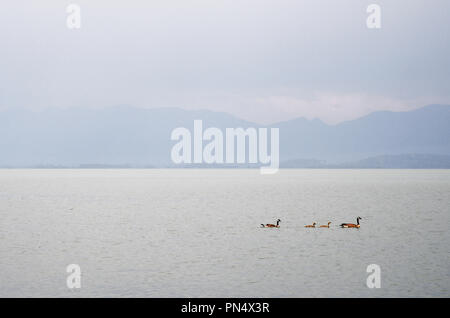 Familie von Kanada Gänse schwimmen während einem regen Sturm auf dem Flathead Lake in Montana Stockfoto