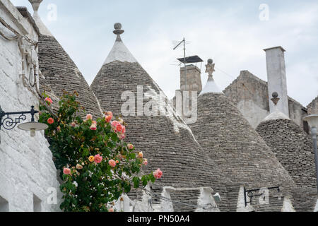 Einzigartige kleine Süd Italia Stadt Alberobello mit antient Steine konische Häuser Trullo, Reiseziel, Region Apulien in der Nähe von Bari Stockfoto