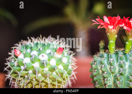 Mammillaria Kaktus rot blühenden Blume für Verkauf an den Baum. Stockfoto