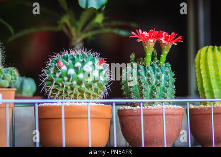 Mammillaria Kaktus rot blühenden Blume für Verkauf an den Baum. Stockfoto
