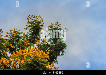 Schöne gelbe Peltophorum pterocarpum Blüten am Baum, allgemein bekannt als copperpod, extravagant, flametree, yellow poinciana oder Gelb-Flamme. Stockfoto