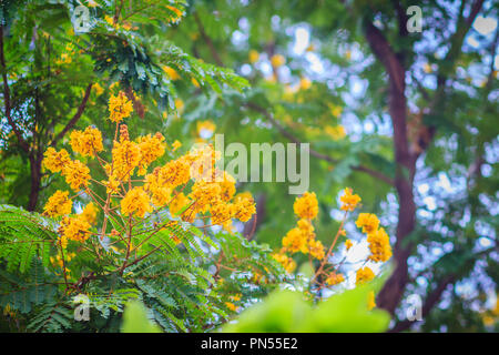 Schöne gelbe Peltophorum pterocarpum Blüten am Baum, allgemein bekannt als copperpod, extravagant, flametree, yellow poinciana oder Gelb-Flamme. Stockfoto