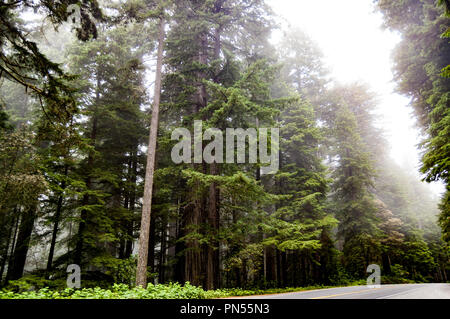 Tall Redwood Wald und Bäume eingehüllt in Nebel mit einer Fahrbahn durch ihn läuft. Stockfoto