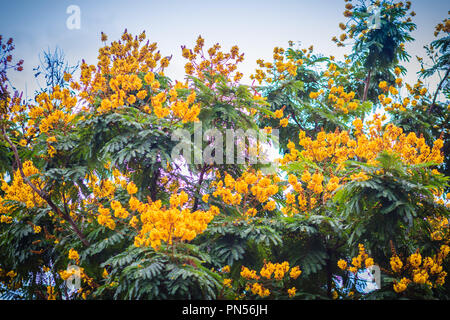 Schöne gelbe Peltophorum pterocarpum Blüten am Baum, allgemein bekannt als copperpod, extravagant, flametree, yellow poinciana oder Gelb-Flamme. Stockfoto