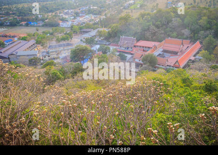 Wald von Plumeria flower Bäume auf dem Berg am Wat Khao Bandai, Phetchaburi, Thailand. Stockfoto