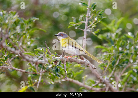 Yellow-breasted Apalis Apalis flavida Mkuze, Südafrika, 23. August 2018 erwachsenen männlichen Cisticolidae Stockfoto