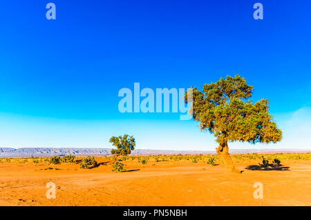 Akazie in der Wüste Sahara - Marokko Stockfoto