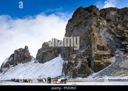 Herde Islandponys im Süden Islands Stockfoto