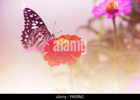 Schöner Schmetterling und Blume Stockfoto