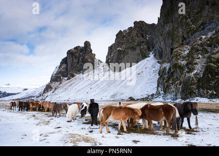 Herde Islandponys Beweidung im Süden Islands Stockfoto